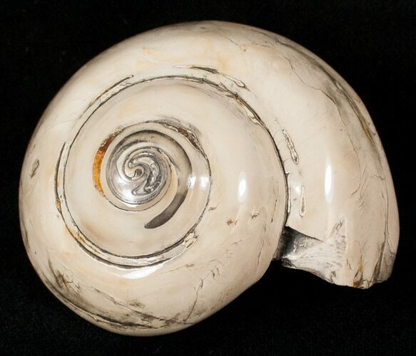 Polished Fossil Snail (Pleurotomaria) #13187